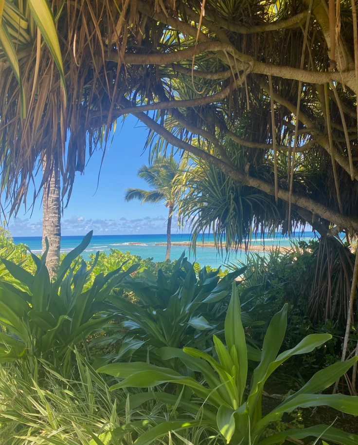 A view of green plants, palm trees and the ocean in the distance beneath the blue sky.