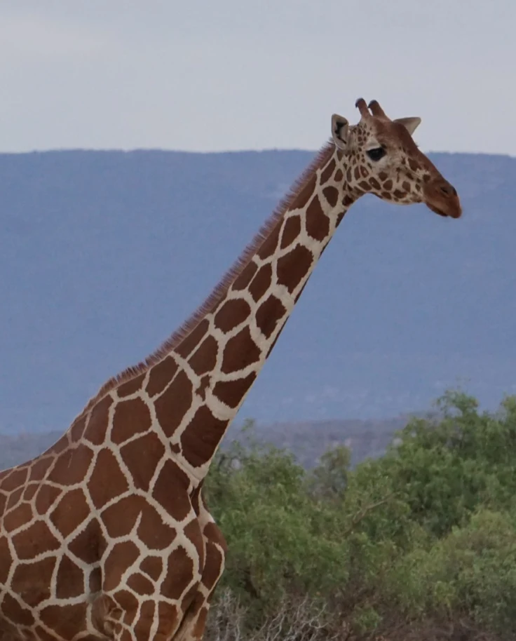 Giraffe in safari with silhouettes of mountains in the background.