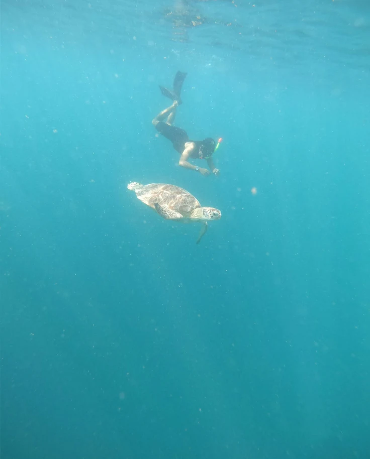 A snorkeler swims underwater with a turtle.