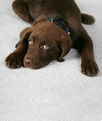 Treating special water based stains in carpet