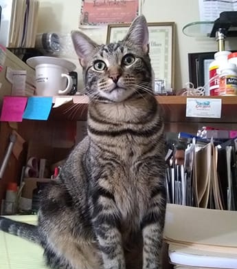 Phishy