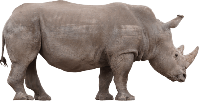 SmartStrand Rhino