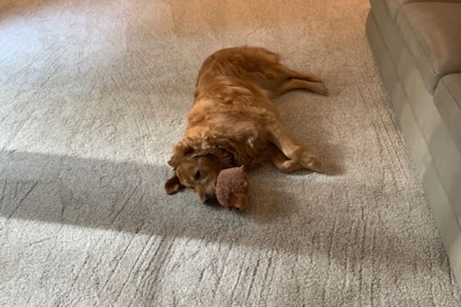 About carpet in Granger, Indiana from Comfort Flooring