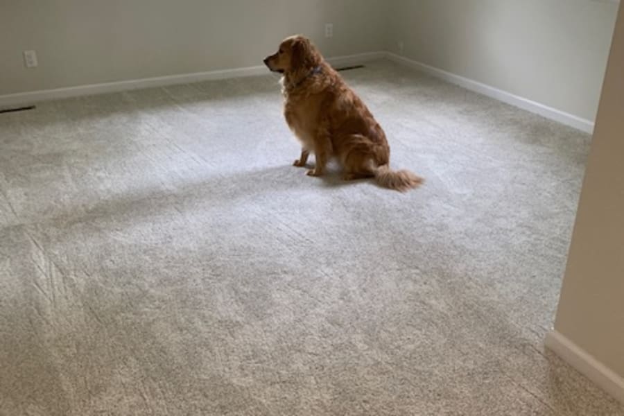 About carpet in Mishawaka, Indiana from Comfort Flooring