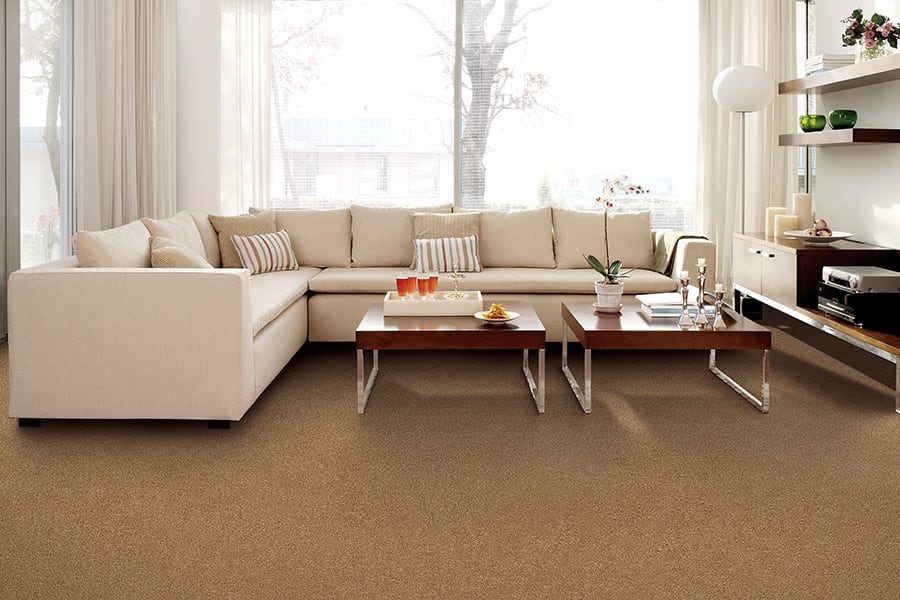 Contemporary carpet in Canisteo from Decorator's Choice