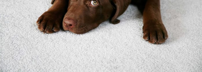 What to know about carpet installation