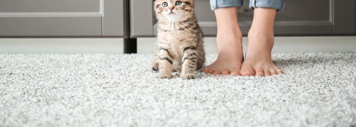 Are all carpet transitions the same?