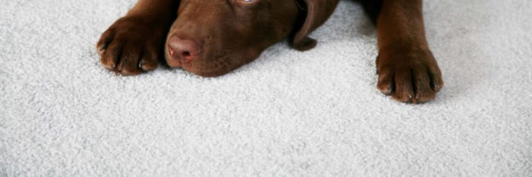 What makes carpet flooring pet-friendly?