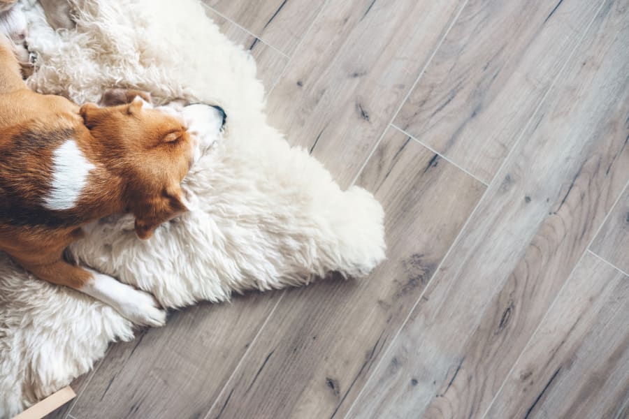 Pet-friendly flooring in Vienna, VA from K&K Floor