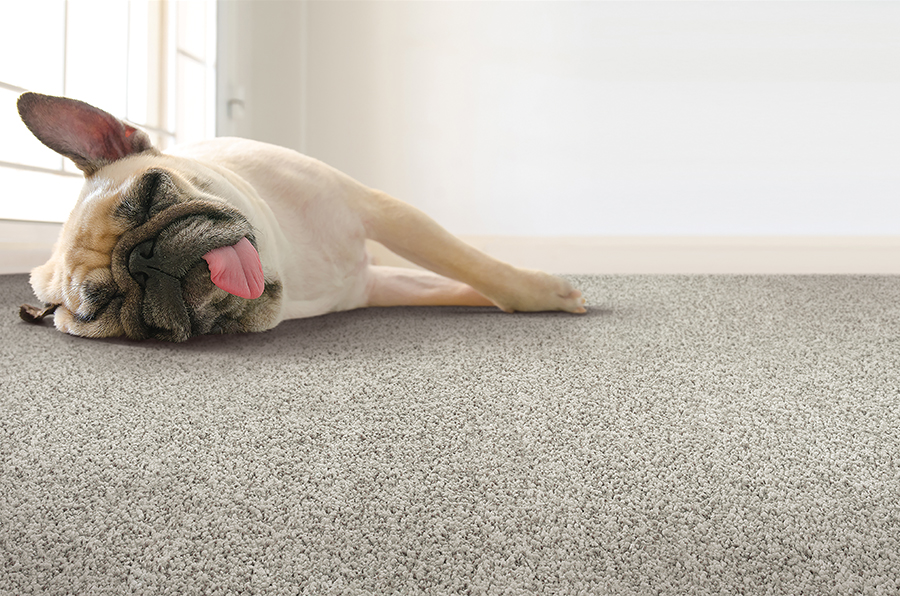 Choosing the right carpet for your pets