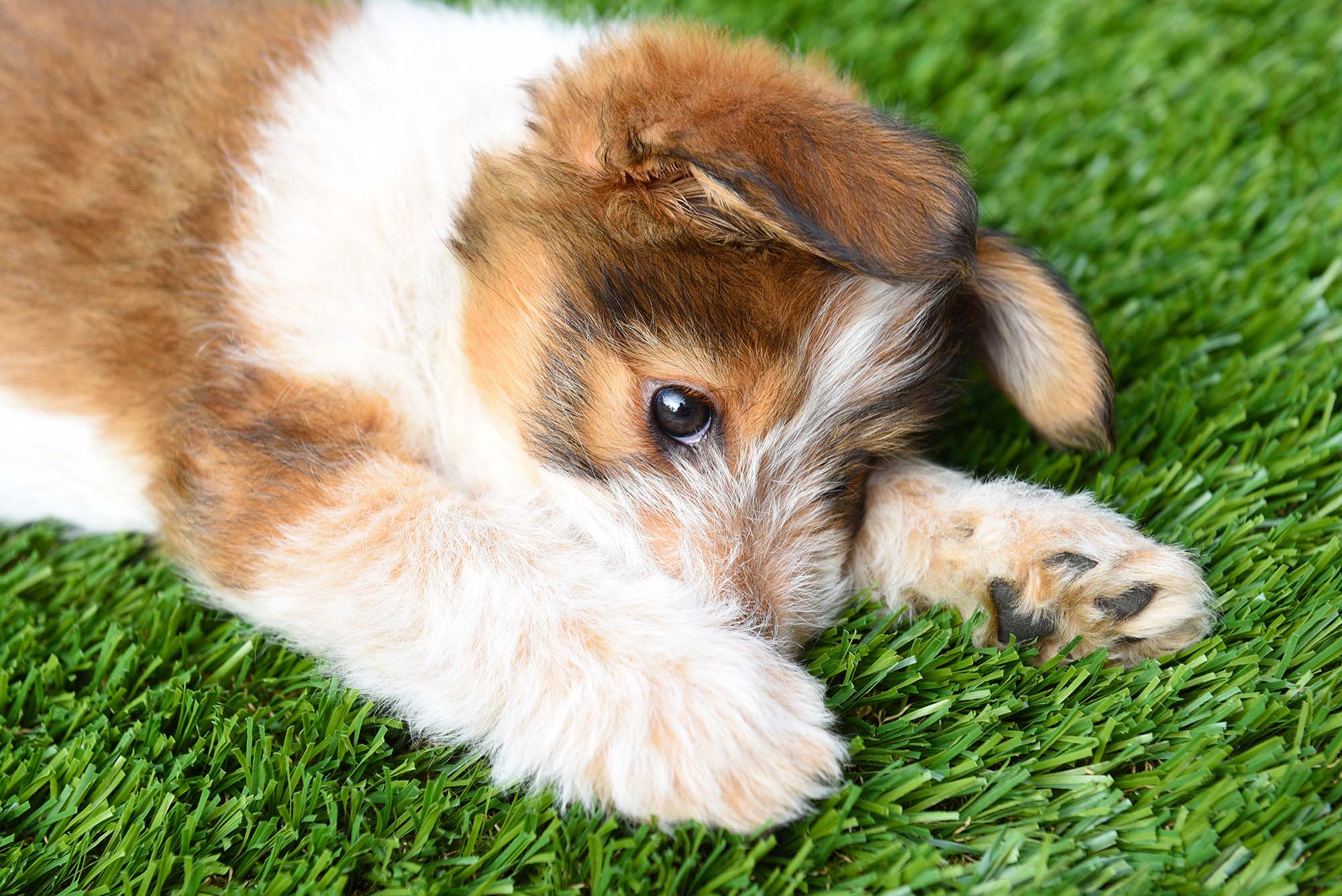 Pet friendly turf backyard options in Dalton, GA from Sports Turf Warehouse