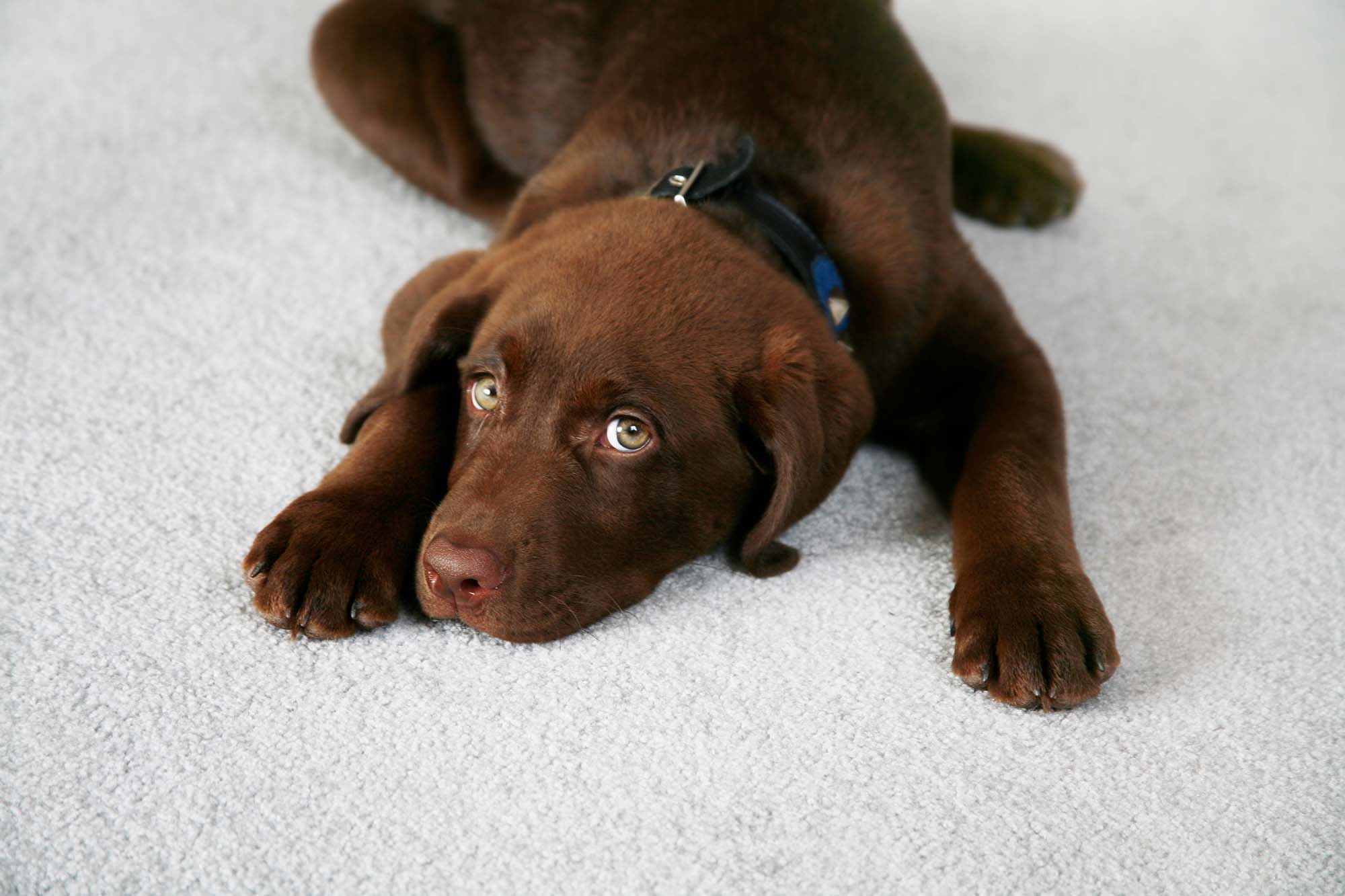 Carpet Padding: The Unsung Hero of Comfort in Cleveland Homes