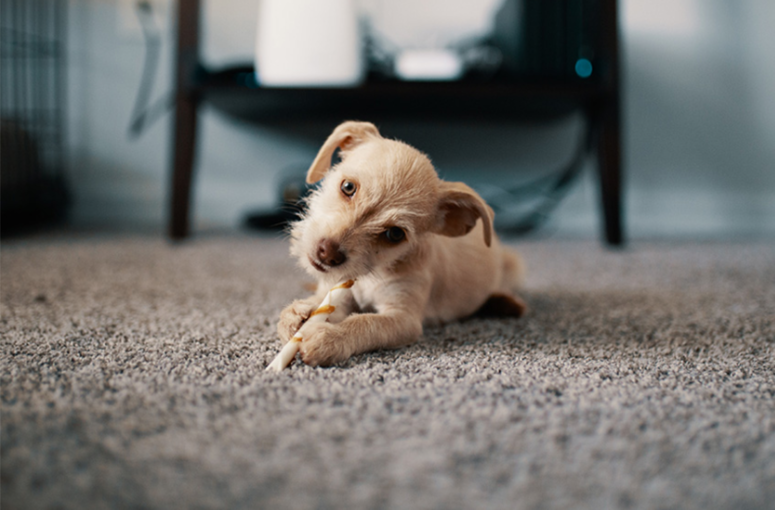 Plush Carpeting