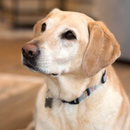 Charlie - Shop Dog