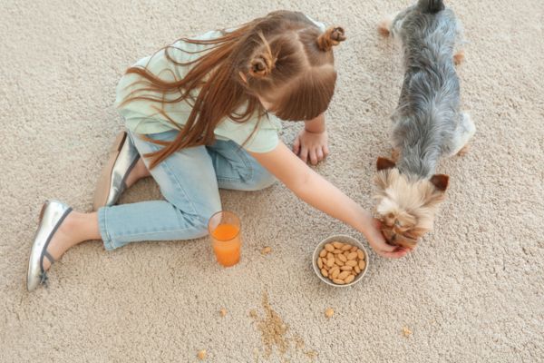 carpet maintenance raleigh, nc