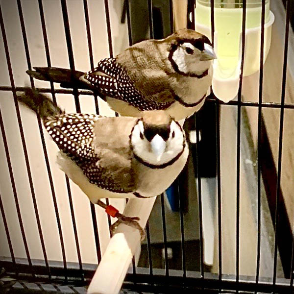 Hootie & Hedwig