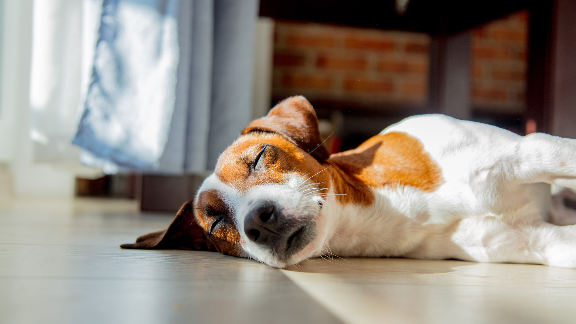 pet friendly luxury vinyl plank flooring in San Francisco, CA
