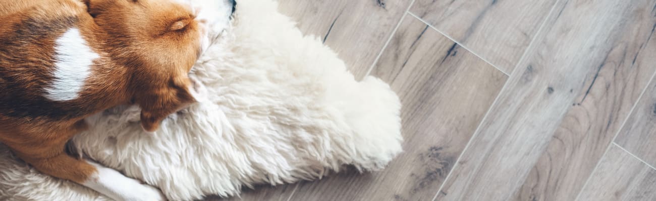 Financing available from Forza Flooring Co.