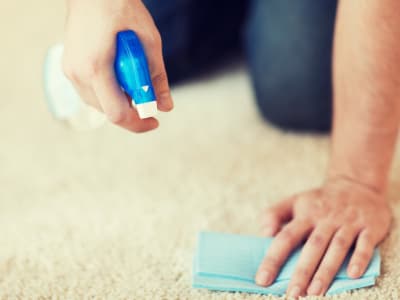 Carpet cleaning from Paramount Rug Company
