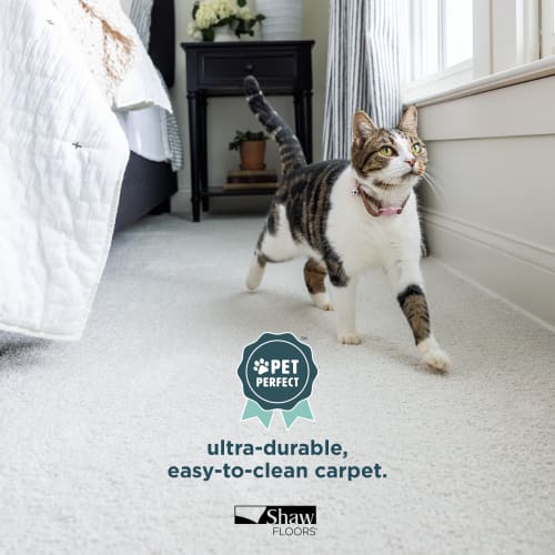 Carpet solutions, learn more