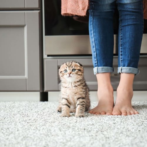 Shop for Pet-friendly flooring in Fairfax, VA from K&K Floor