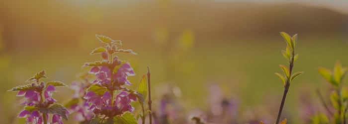 why spring is the best time to get new flooring