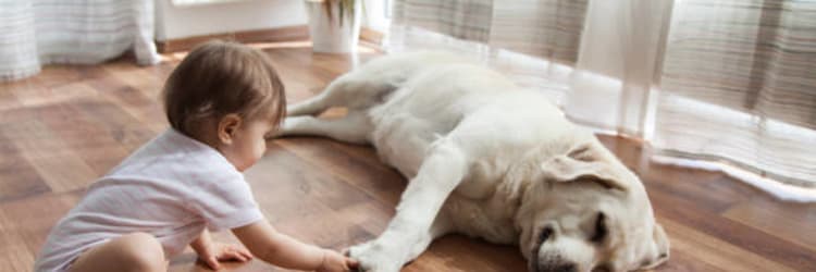 The Top Flooring Options For Pet Owners