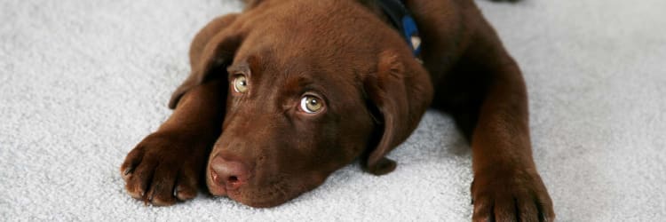 Carpet flooring over tile: Is it possible?