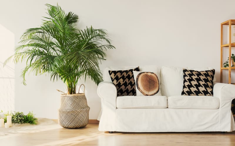 Summer Floors Style at Kenny Carpets
