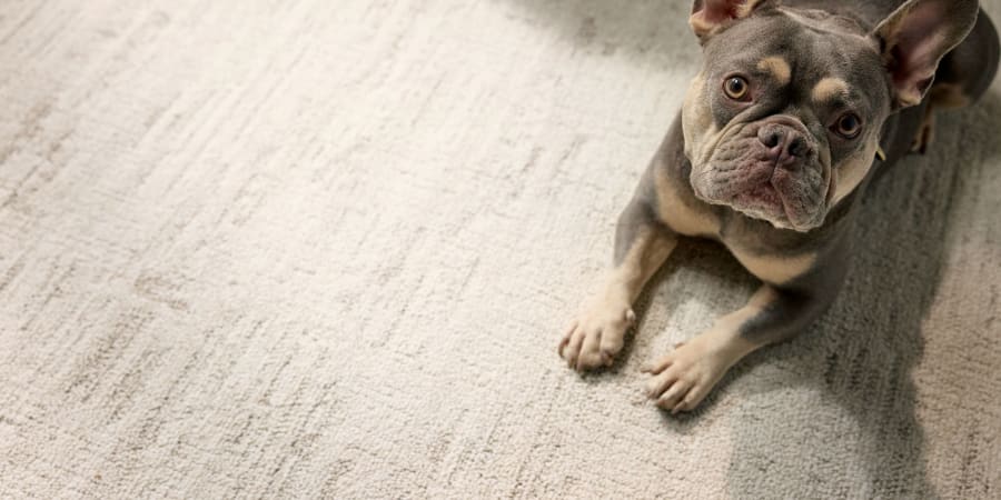 Pet Perfect Flooring Styles available from Flooring Clearance Center