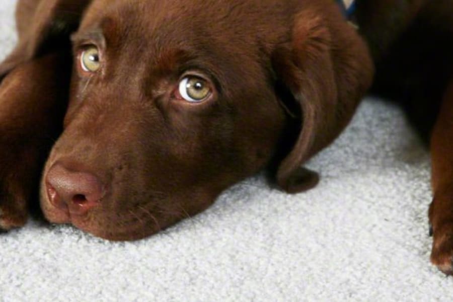 Flooring design professionals in the Malden, MA area - Wholesale Carpet