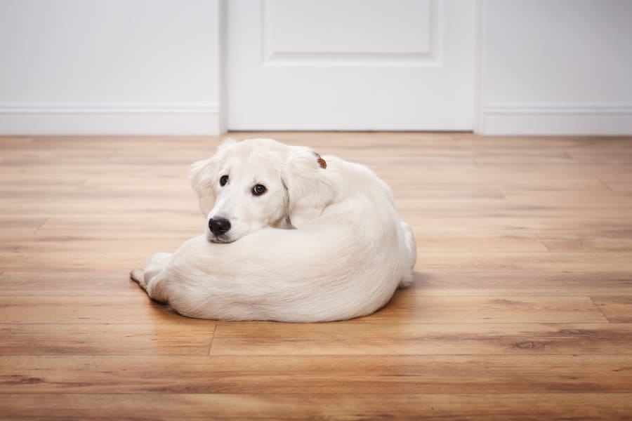 About hardwood in Rocky Hill, CT from Custom Floors