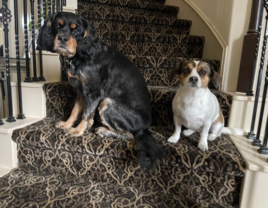 Dogs on Carpeted stairs in Seabrook, TX from Your Floor Store and Remodeling Center