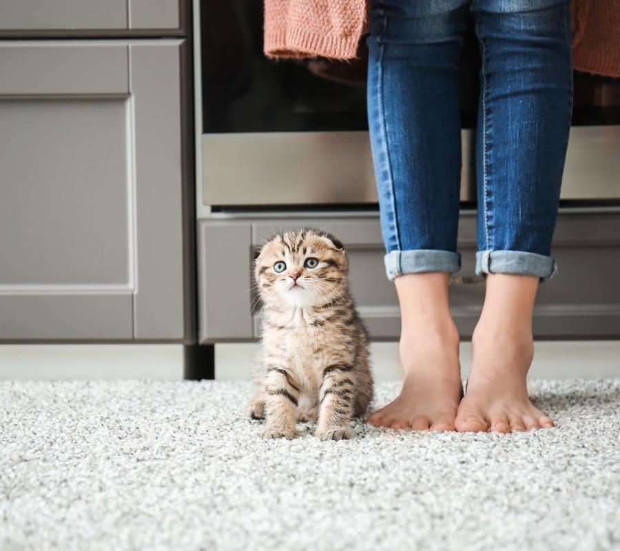 Carpet Store Evergreen Flooring Overland Park, KS