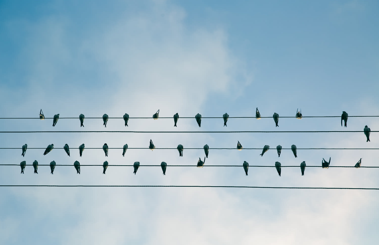 https://res.cloudinary.com/forestry-demo/image/fetch/c_limit,dpr_auto,f_auto,q_80,w_auto/https://forestry.io/uploads/2018/06/birds-on-a-wire.jpg For Static Sites, There’s No Excuse Not to Use a CDN