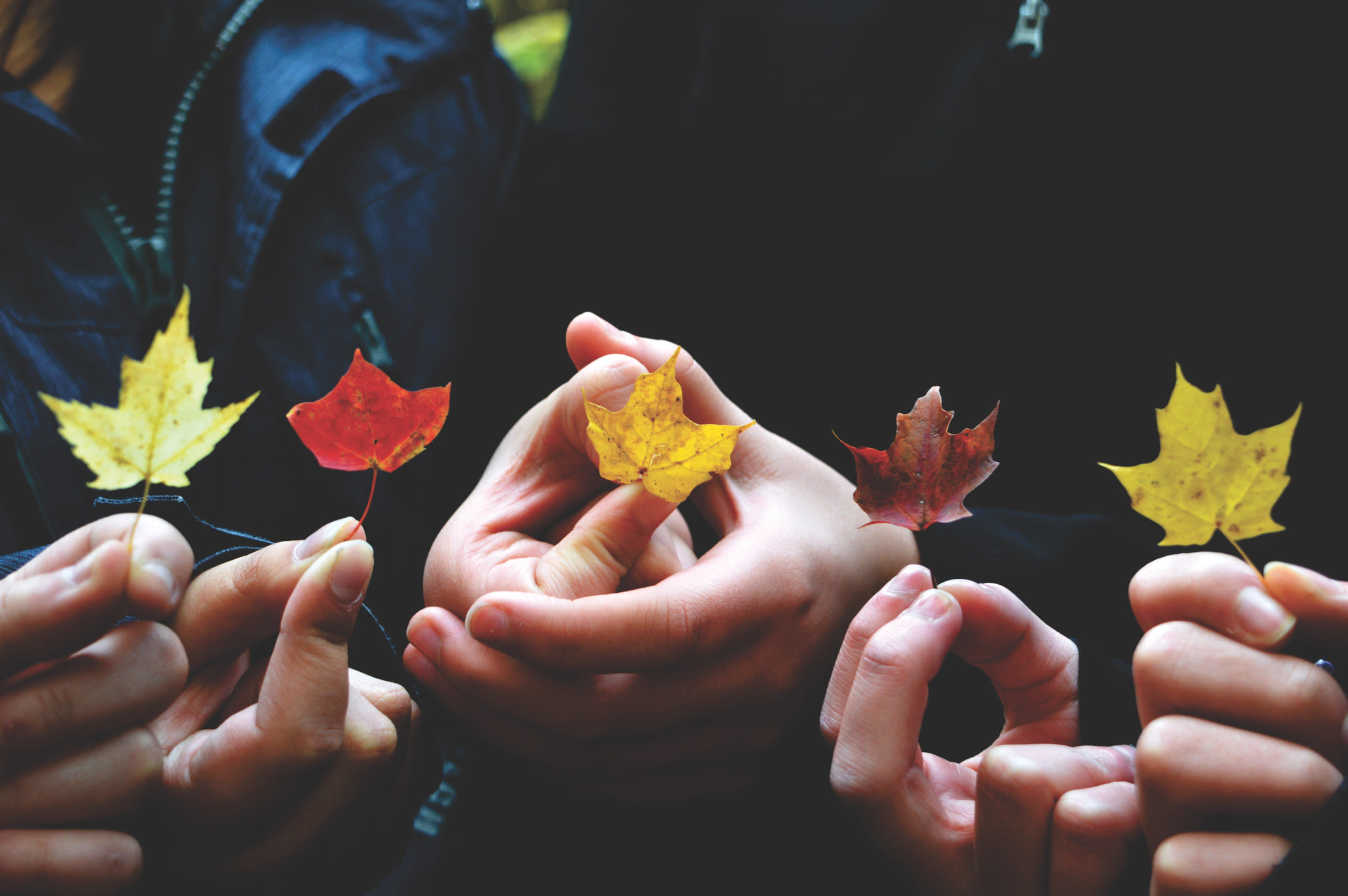 https://res.cloudinary.com/forestry-io/image/fetch/c_limit,dpr_auto,f_auto,q_80,w_auto/https://forestry.io/uploads/2018/07/leaf-group.jpg Add Functionality to Your Hugo Site With Theme Components