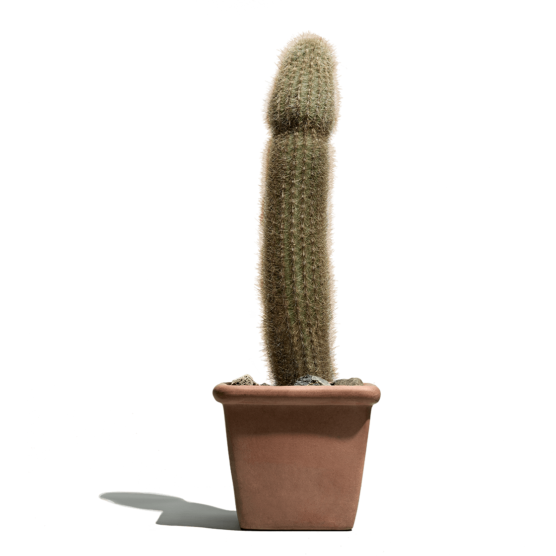 a cactus
