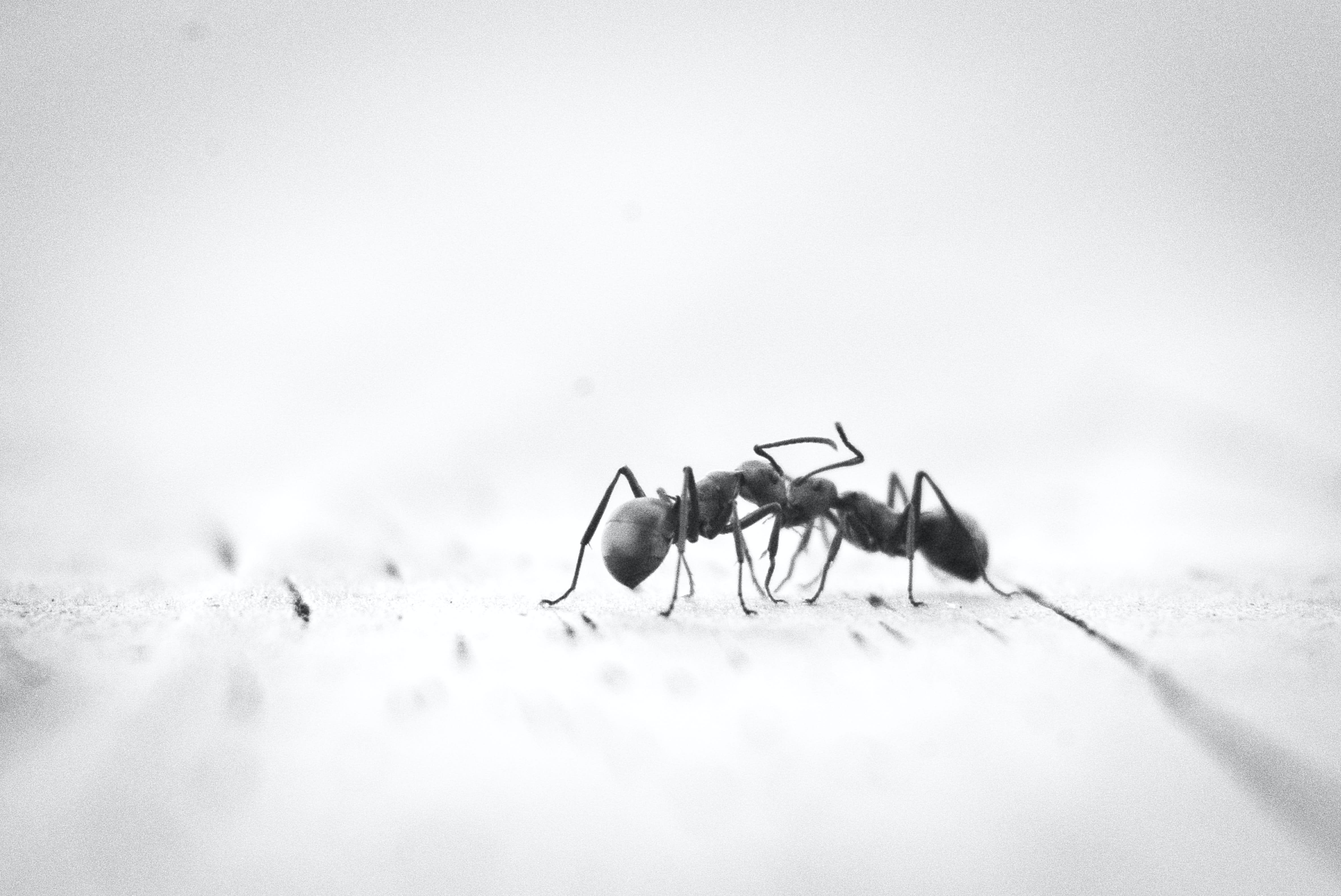 Two ants, fighting