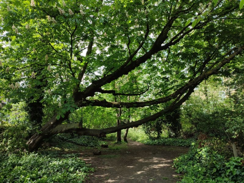 Barnsbury Wood, Islington GoParksLondon