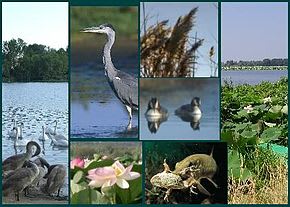290px-Mantovaflora_e_fauna