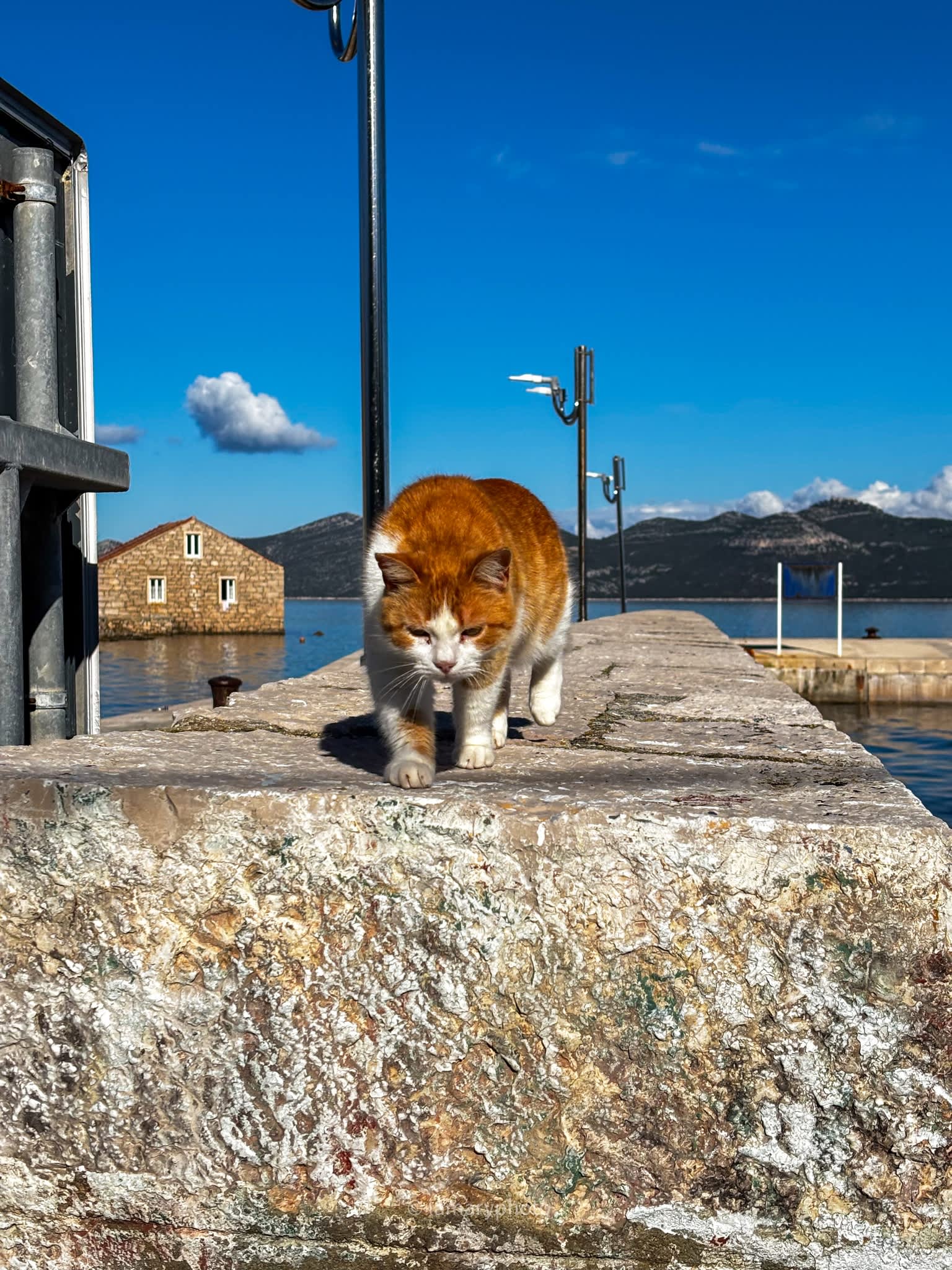 Fotograf Lana Hazdovac, Kućni Ljubimci, Zadarska županija.
