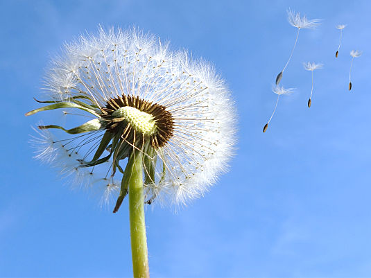 Pollen Tipps