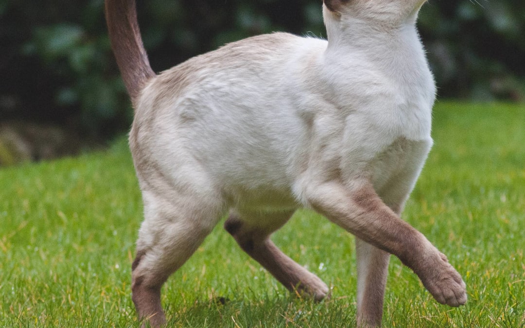 cat portrait – Siamese patrol