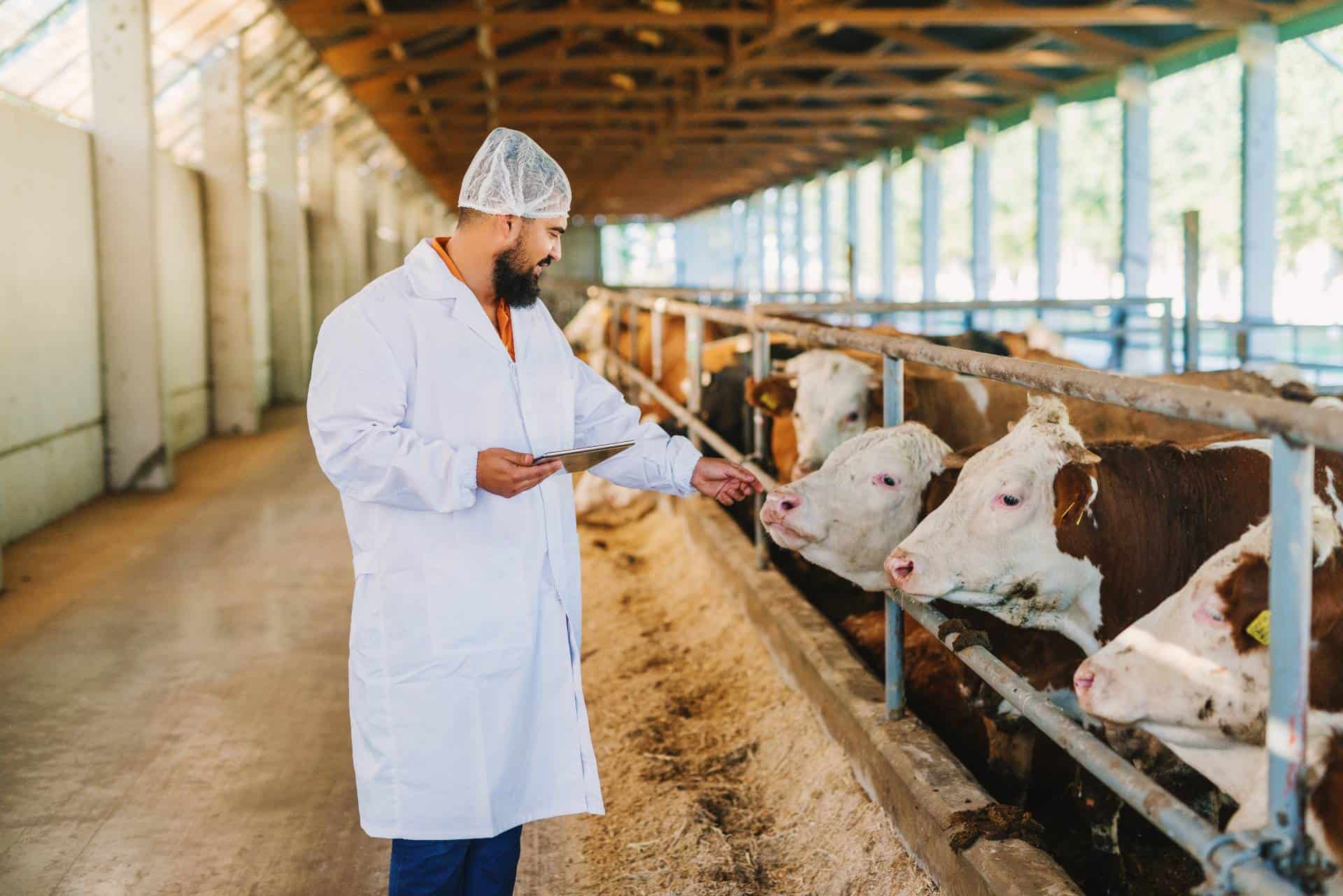 Dairy farmer in lab coat and hair net interacting with cows