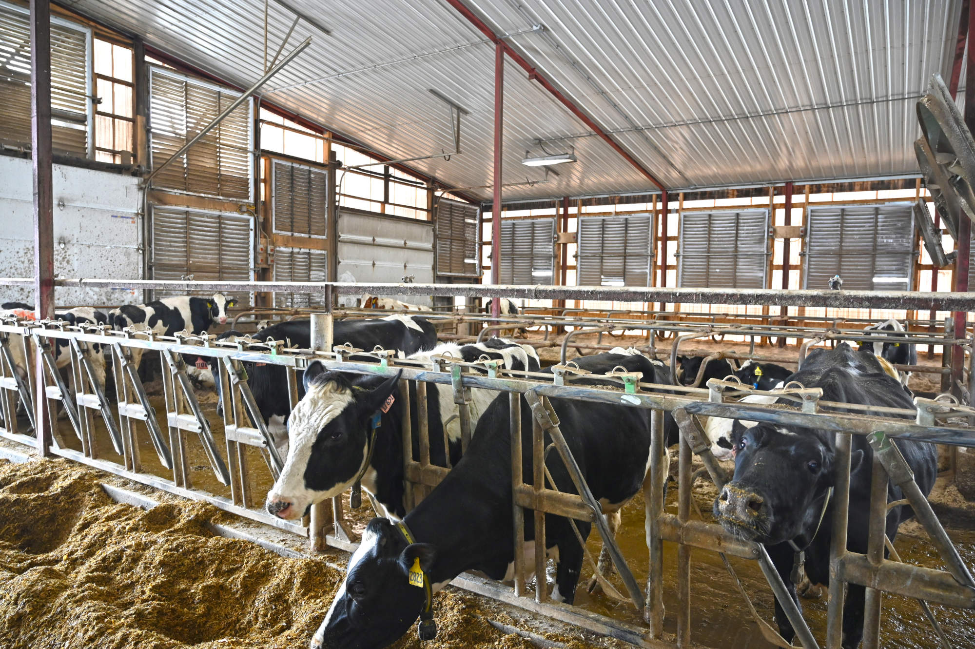 Ridge fans and tunnel ventilation system for Plum Creek Dairy in Fox Lake, Wisconsin