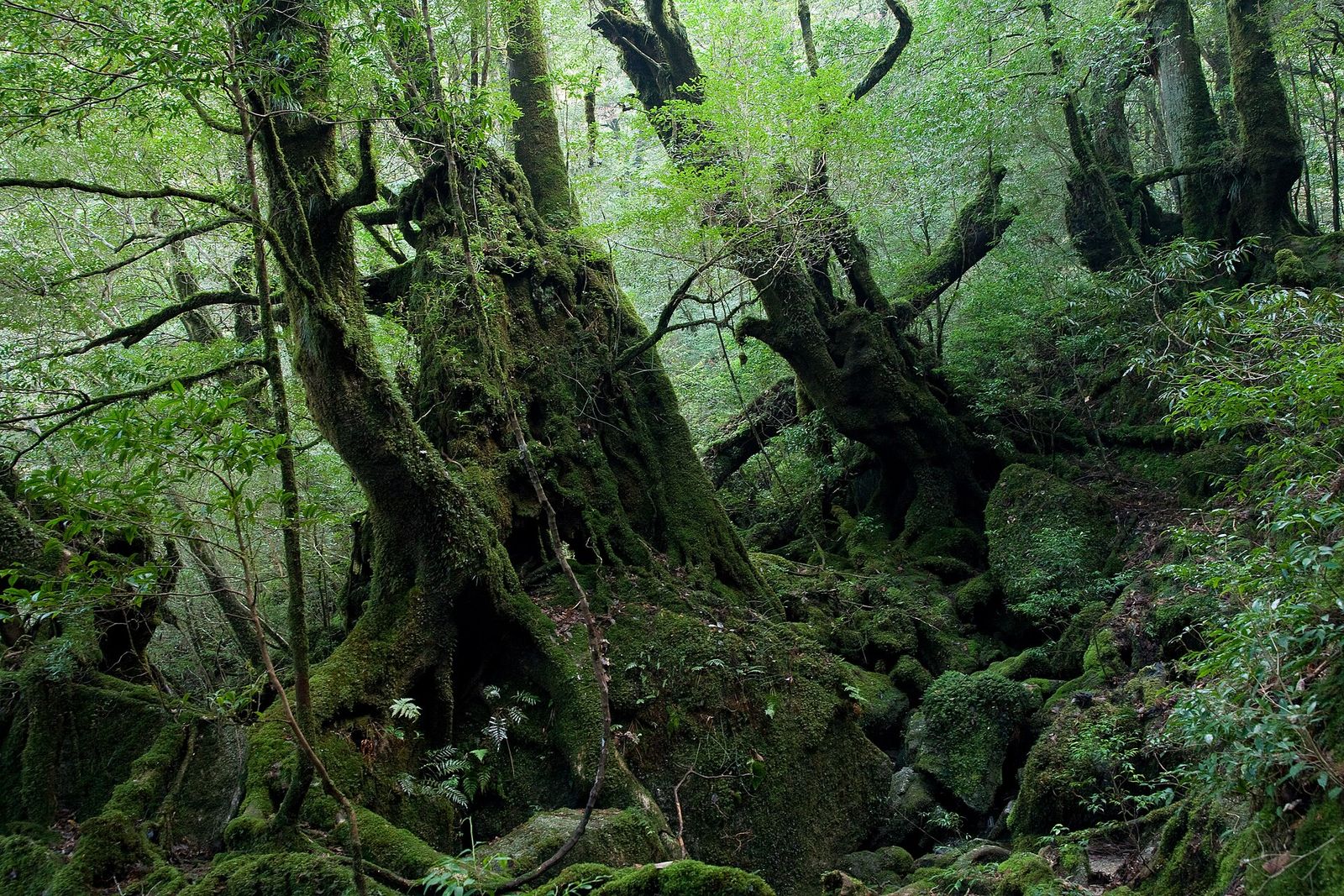 Walking Among Old Trees on Yakushima