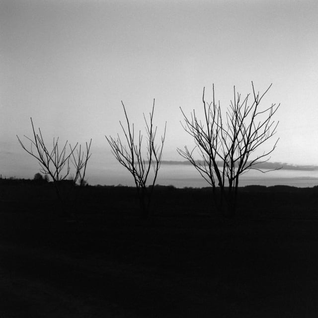 Three trees stand with their bony branches out. They line the horizon, in the shade, as the last light of the day lights the sky behind them. Only their outlines are visible.