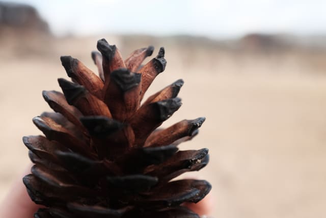 A burnt or almost carbonised pinecone, in front of a beige (but blurry) field.