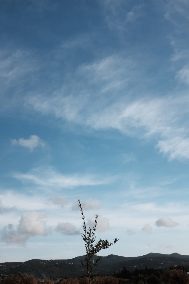 An olive tree sapling amidst a blue and partly cloudy sky.