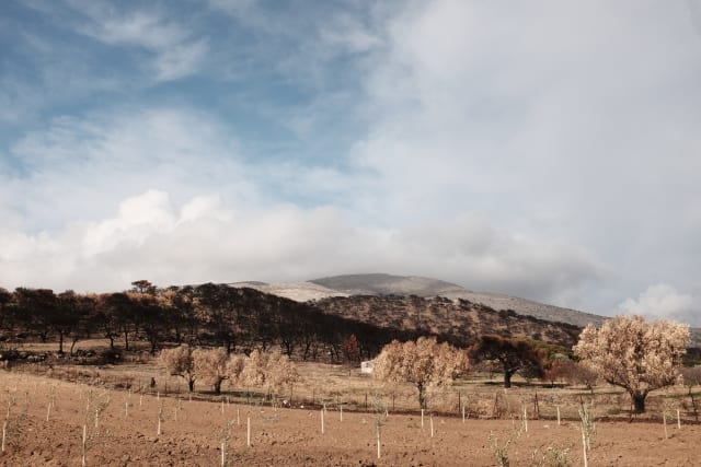 A field of olive trees, in shades of beige and brown. In the background, the trees are cindered. In the middle, trees are burnt or dried out. In the foreground, there are olive tree saplings, supported by trellises.